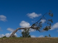 1770, Australien, Baum, Blau, Himmel, Wolken
