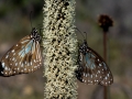 1770, Australien, Insekt, Schmetterling, Tier