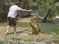 2014, Australien, Krokodil, Krokodilfarm, Reptil, Tier, Yeppoon