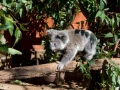 Australien, Brisbane, Koala Sanctuary, Lone Pine