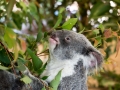 Australien, Brisbane, Koala Sanctuary, Lone Pine