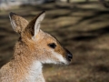 Australien, Brisbane, Koala Sanctuary, Lone Pine