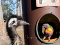 Australien, Brisbane, Koala Sanctuary, Lone Pine