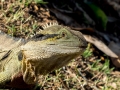 Australien, Brisbane, Koala Sanctuary, Lone Pine