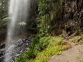 Australien, National Park, Springbrook
