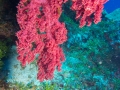 Australien, Great Barrier Reef, Mike Ball Diving, Tauchen 1