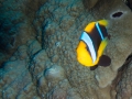 Australien, Great Barrier Reef, Mike Ball Diving, Tauchen 1
