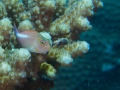 Australien, Great Barrier Reef, Mike Ball Diving, Tauchen 1