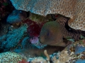 Australien, Great Barrier Reef, Mike Ball Diving, Tauchen 1