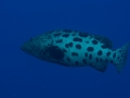 Australien, Great Barrier Reef, Mike Ball Diving, Tauchen 1