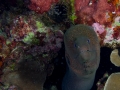 Australien, Great Barrier Reef, Mike Ball Diving, Tauchen 1