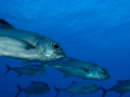 Australien, Great Barrier Reef, Mike Ball Diving, Tauchen 1