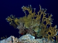 Australien, Great Barrier Reef, Mike Ball Diving, Tauchen 1