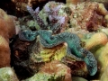Australien, Great Barrier Reef, Mike Ball Diving, Tauchen 1
