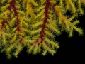 Australien, Great Barrier Reef, Mike Ball Diving, Tauchen 1