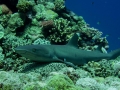 Australien, Great Barrier Reef, Mike Ball Diving, Tauchen 1