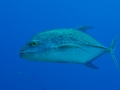 Australien, Great Barrier Reef, Mike Ball Diving, Tauchen 1