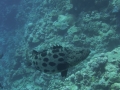 Australien, Great Barrier Reef, Mike Ball Diving, Tauchen 1