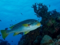 Australien, Great Barrier Reef, Mike Ball Diving, Tauchen 1