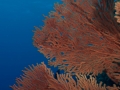 Australien, Great Barrier Reef, Mike Ball Diving, Tauchen 1