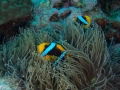 Australien, Great Barrier Reef, Mike Ball Diving, Tauchen 1