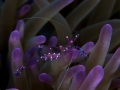 Australien, Great Barrier Reef, Mike Ball Diving, Tauchen 1