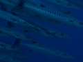 Australien, Great Barrier Reef, Mike Ball Diving, Tauchen 1