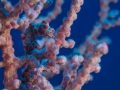 Australien, Great Barrier Reef, Mike Ball Diving, Tauchen 1