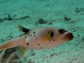 Australien, Great Barrier Reef, Mike Ball Diving, Tauchen 2