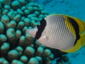 Australien, Great Barrier Reef, Mike Ball Diving, Tauchen 2