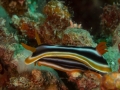 Australien, Great Barrier Reef, Mike Ball Diving, Tauchen 2