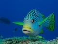 Australien, Great Barrier Reef, Mike Ball Diving, Tauchen 2