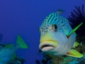 Australien, Great Barrier Reef, Mike Ball Diving, Tauchen 2