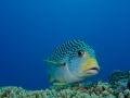 Australien, Great Barrier Reef, Mike Ball Diving, Tauchen 2