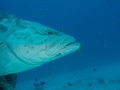 Australien, Great Barrier Reef, Mike Ball Diving, Tauchen 2