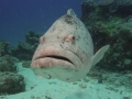 Australien, Great Barrier Reef, Mike Ball Diving, Tauchen 2