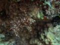 Australien, Great Barrier Reef, Mike Ball Diving, Tauchen 2
