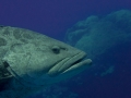 Australien, Great Barrier Reef, Mike Ball Diving, Tauchen 2