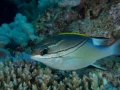 Australien, Great Barrier Reef, Mike Ball Diving, Tauchen 2