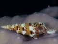 Australien. Tauchen 2, Great Barrier Reef, Mike Ball Diving