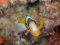 Australien. Tauchen 2, Great Barrier Reef, Mike Ball Diving