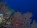 Australien, Great Barrier Reef, Mike Ball Diving, Tauchen 2