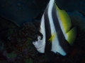 Australien, Great Barrier Reef, Mike Ball Diving, Tauchen 2