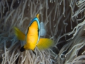 Australien, Great Barrier Reef, Mike Ball Diving, Tauchen 2