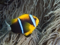 Australien, Great Barrier Reef, Mike Ball Diving, Tauchen 2