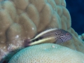 Australien, Great Barrier Reef, Mike Ball Diving, Tauchen 2
