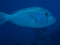Australien, Great Barrier Reef, Mike Ball Diving, Tauchen 2