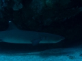 Australien, Great Barrier Reef, Mike Ball Diving, Tauchen 2