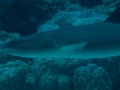Australien, Great Barrier Reef, Mike Ball Diving, Tauchen 2