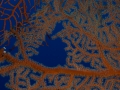 OLYMPUS DIGITAL CAMERAAustralien, Great Barrier Reef, Mike Ball Diving, Tauchen 2